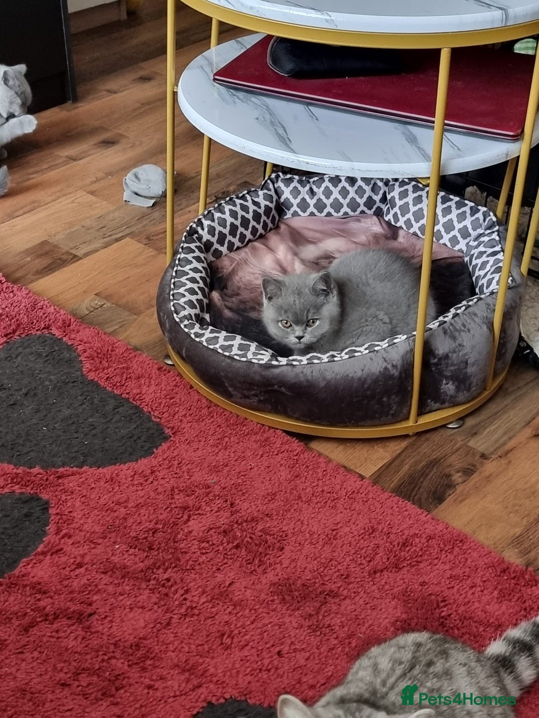 British Shorthair cats for sale: 3 Left Blue BSH Kittens Healthy GCCF Pedigree  - Image 15