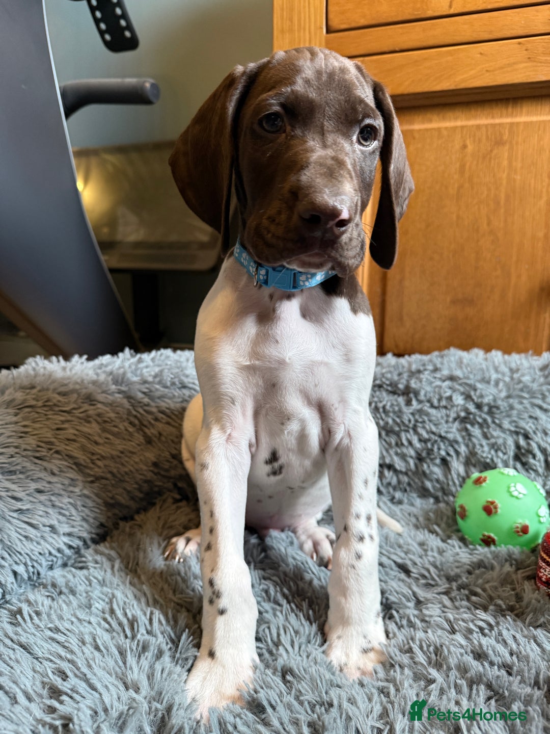 German Shorthaired Pointer dogs for sale: KC GSP Pups Health Tested Parents - Advert 31