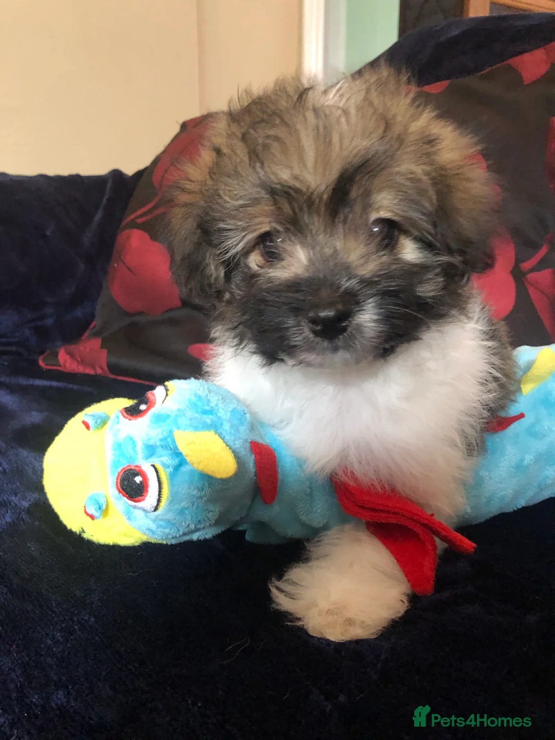 Mixed Breed dogs for sale: shihpoo x maltese puppies for sale - Advert 39