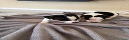 Jack Russell dogs for sale: Jack Russel Puppys - Advert 2
