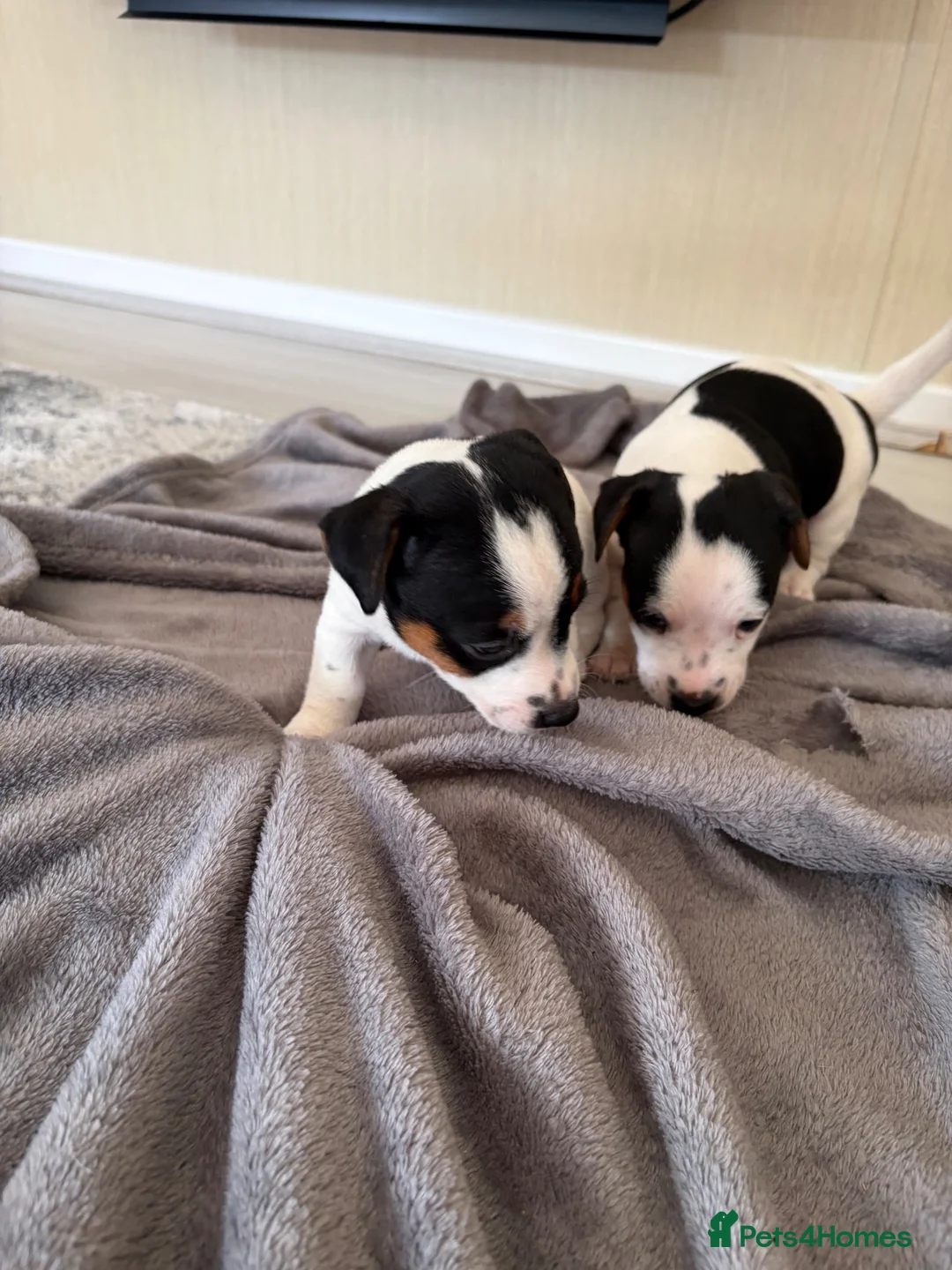 Jack Russell dogs for sale: Jack Russel Puppys - Advert 2