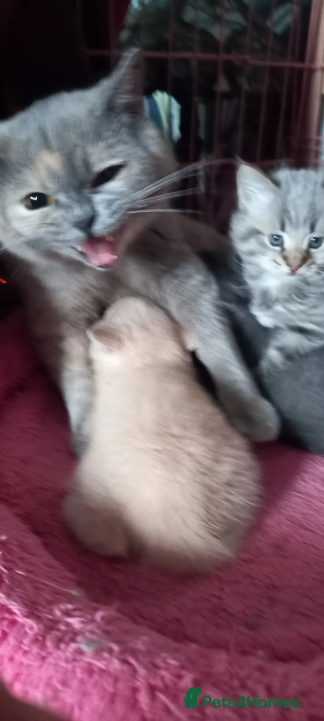 Mixed Breed cats for sale:  British shorthair X Siberian - Advert 2