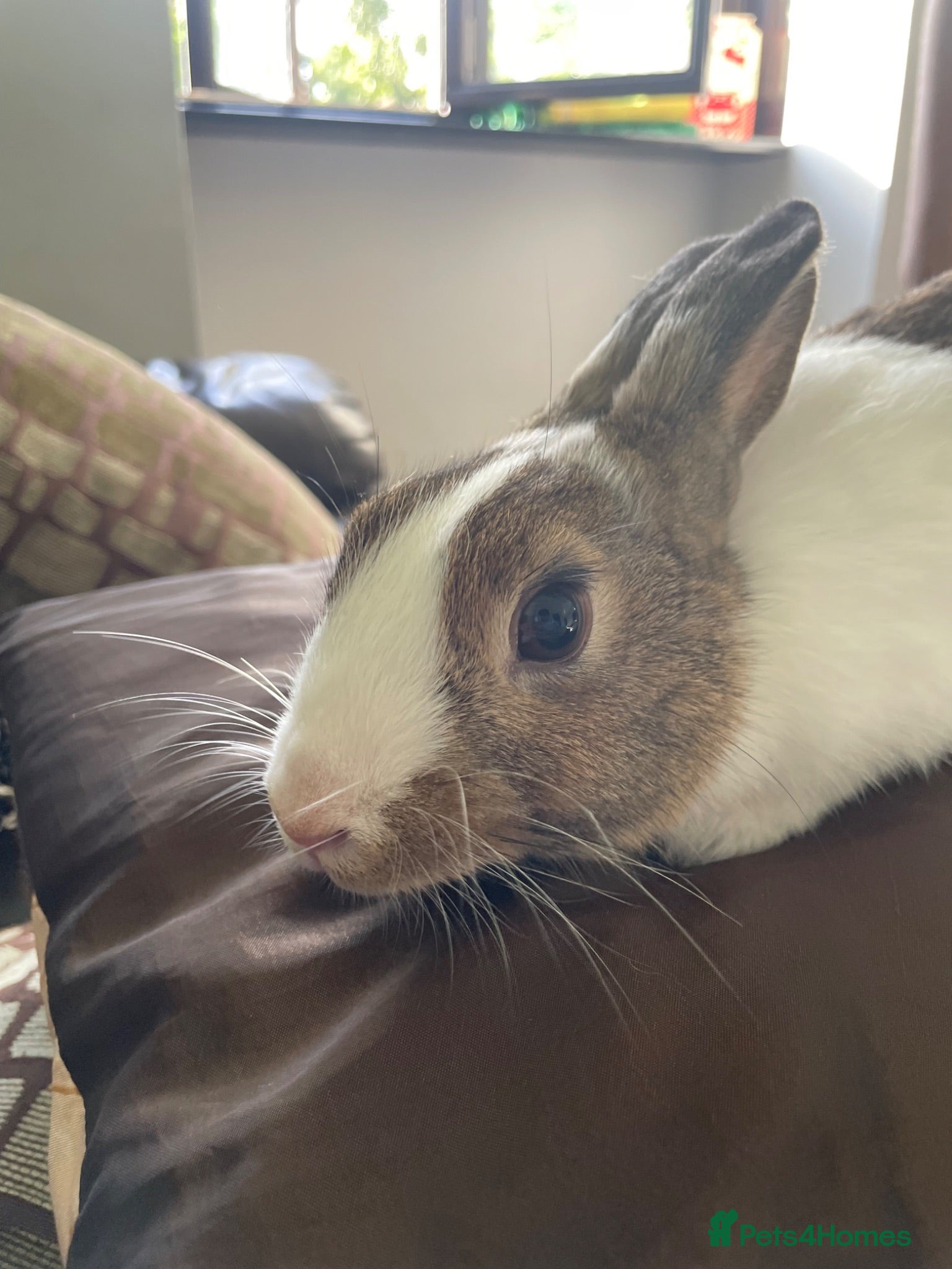 Mixed Breed rabbits Female and male rabbits - Advert 1
