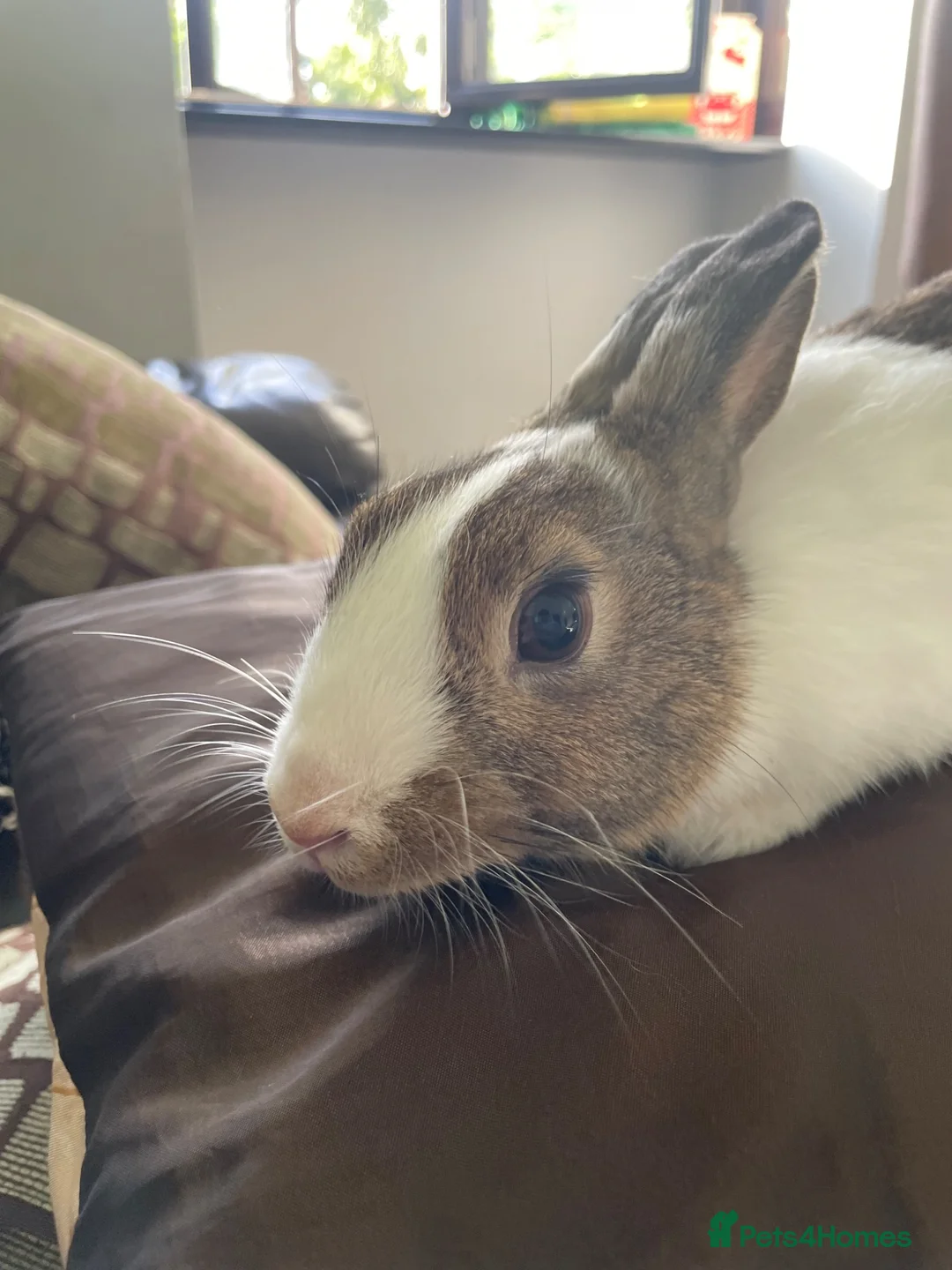 Mixed Breed rabbits for sale: Female and male rabbits in Isleworth - Advert 1