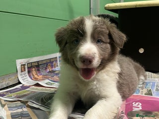 Border Collie dogs - Advert 8