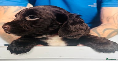 Sprocker dogs - Advert 8