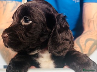 Sprocker dogs - Advert 1