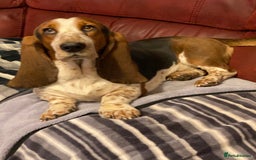 Basset Hound dogs for sale: Tri coloured basset puppies  - Advert 7