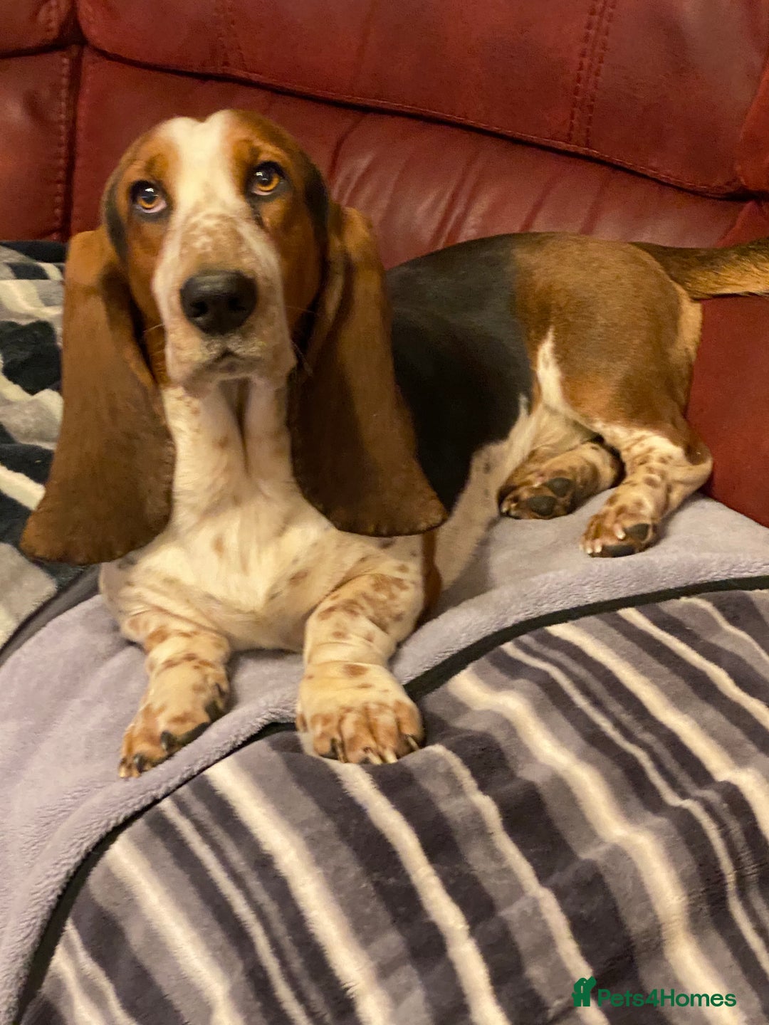 Basset Hound dogs for sale: Tri coloured basset puppies  - Advert 7
