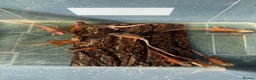 Bearded Dragon reptiles for sale: Bearded dragon babies - red monster line  - Advert 10
