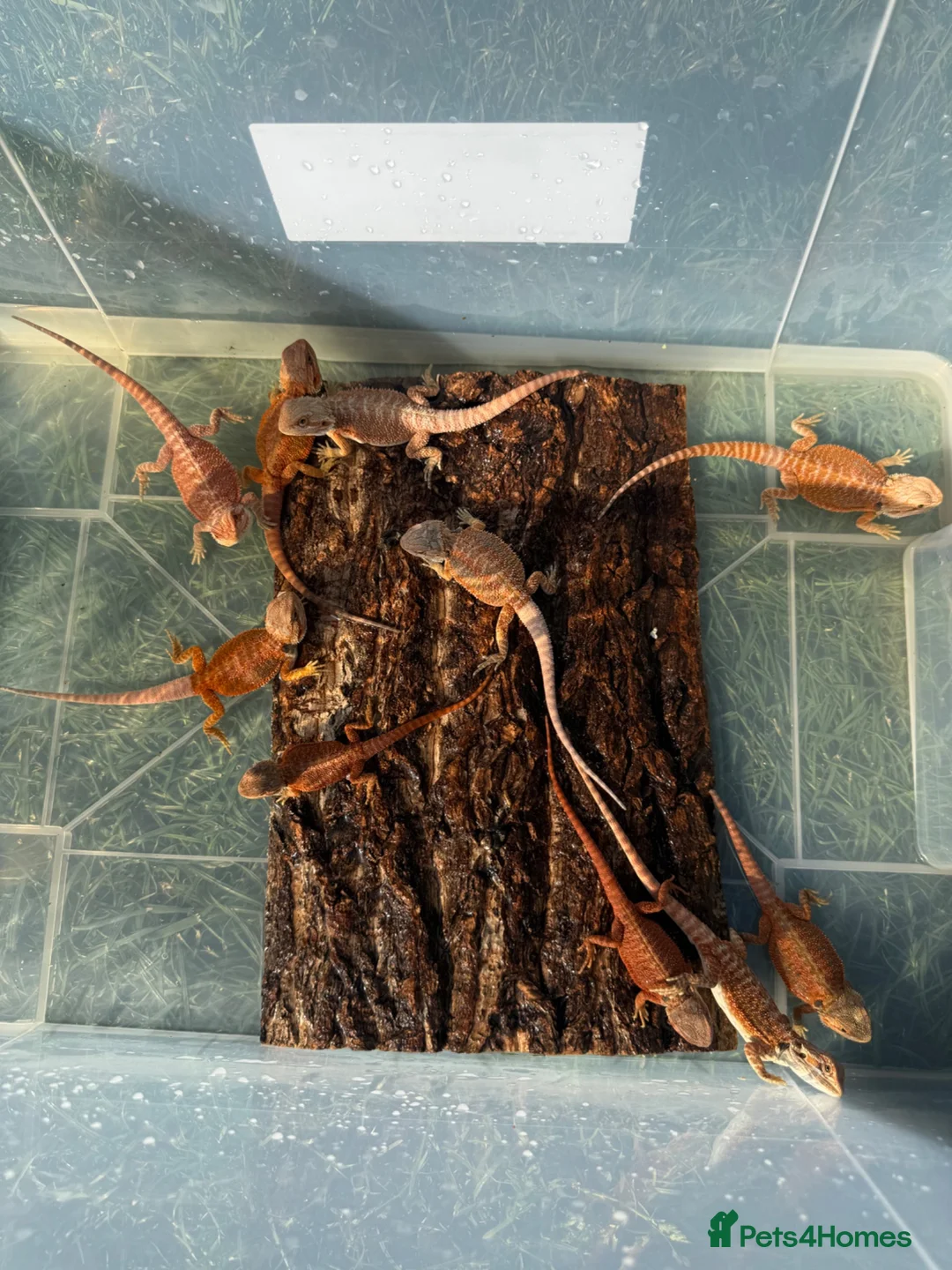 Bearded Dragon reptiles for sale: Bearded dragon babies - red monster line  - Advert 10