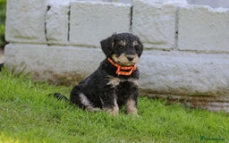 Mixed Breed dogs for sale: Schnoodle Puppies - Image 5