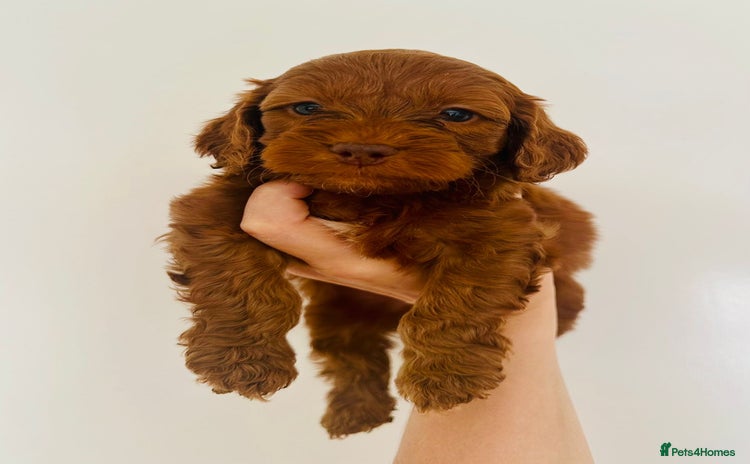 Cockapoo dogs - Advert 3