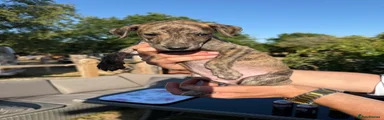 Dobby