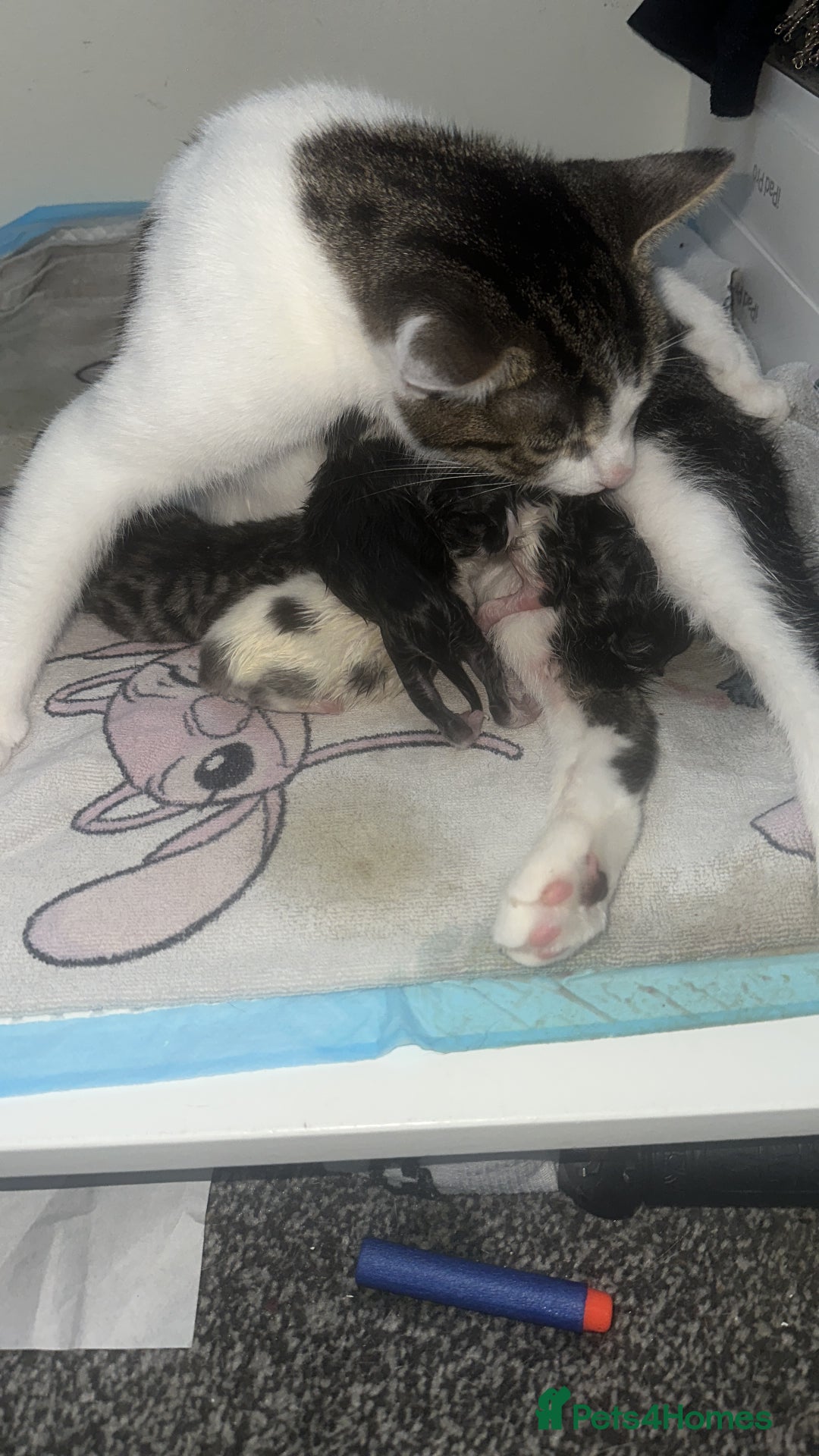 Mixed Breed cats for sale: Cute cuddler - Advert 4