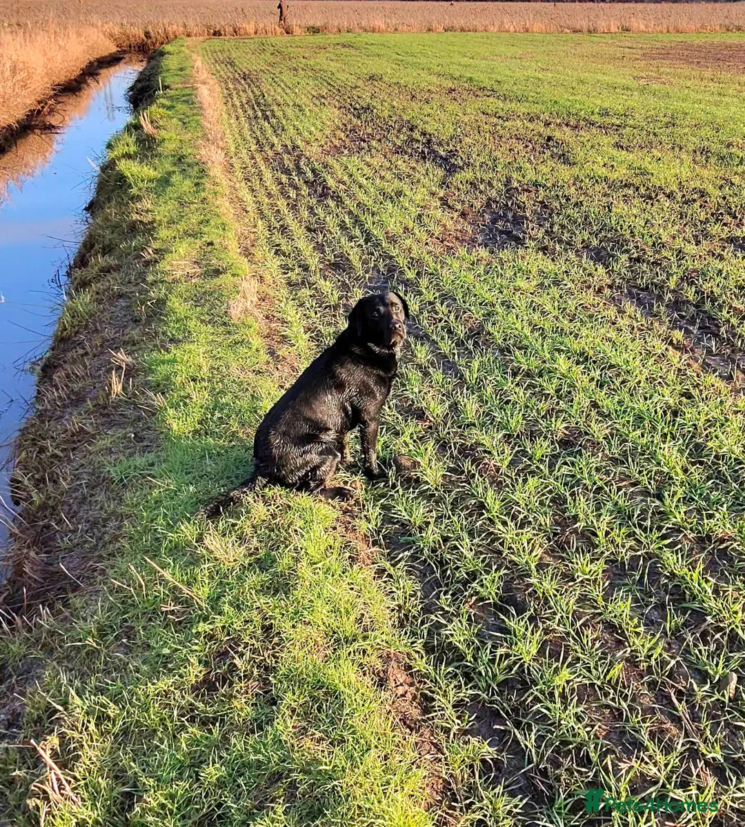 Labrador Retriever dogs for stud: Working pedigree gun dog for stud in Preston - Advert 5