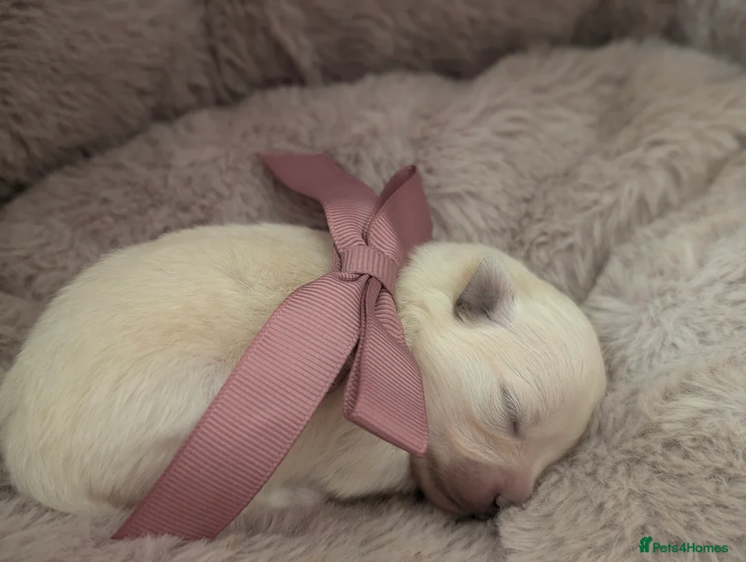 Pomeranian dogs for sale: Beautiful tiny Pomeranian girls  ONE LEFT  - Advert 22