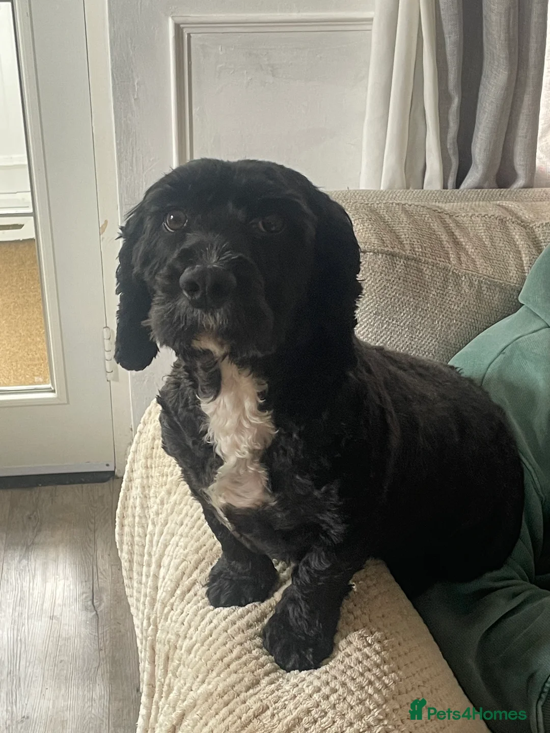 Cockapoo dogs for sale: Cockapoo Puppies (2 Boys, 2 Girls) - Advert 13