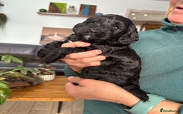 Cockapoo dogs for sale: Unique Rare Merle F1B Cockapoo Puppies - Image 15