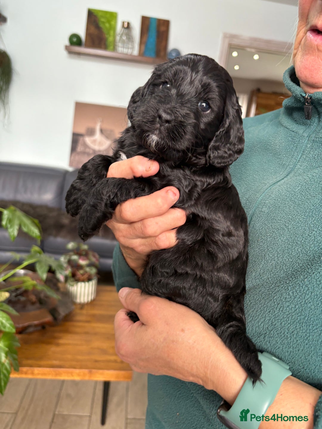 Cockapoo dogs for sale: Unique Rare Merle F1B Cockapoo Puppies - Image 15