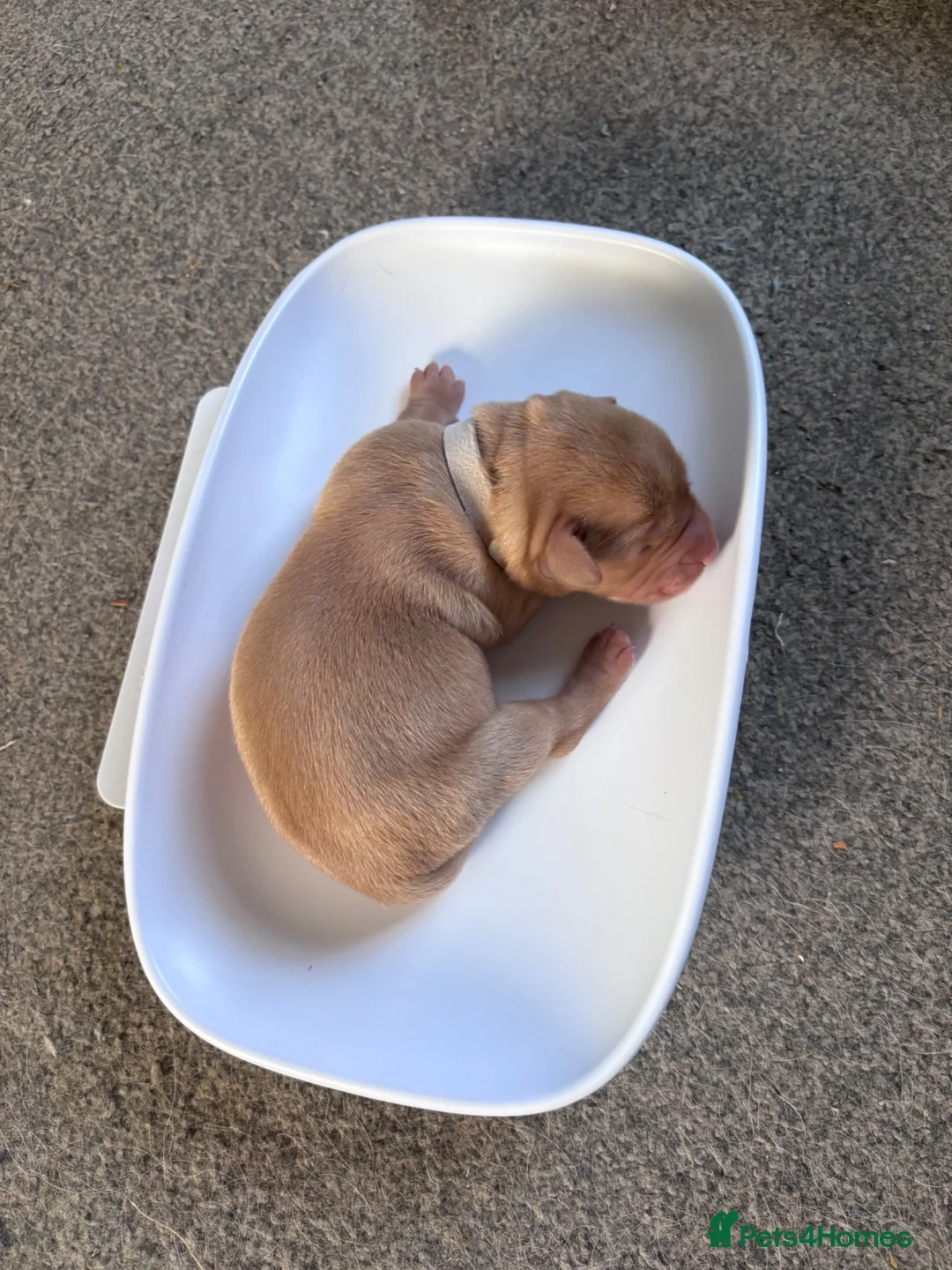 Labrador Retriever dogs for sale: Gorgeous labs  - Advert 10