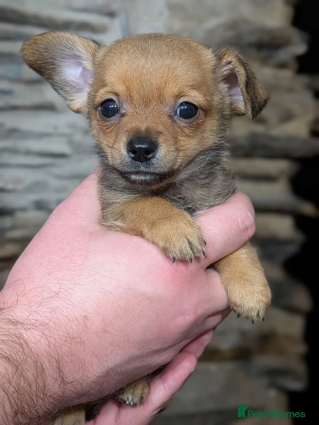 Chiweenie dogs for sale: Two beautiful tiny Chiweenies for sale - Advert 16