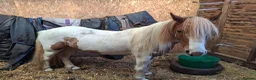 Irish Cob horses for sale: Champ cob cross  in Thatcham - Advert 1