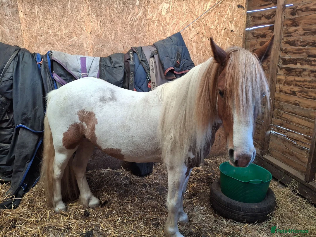 Irish Cob horses for sale: Champ cob cross  in Thatcham - Advert 1