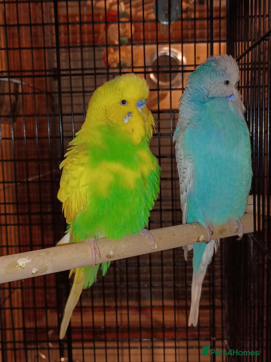 Budgerigars birds for sale: Budgies - Advert 2