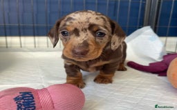 Miniature Dachshund dogs for sale: Chocolate Miniature Wieners pups!! - Image 1