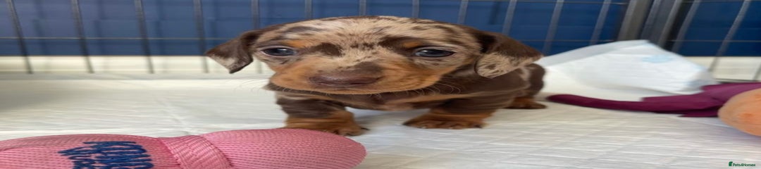 Miniature Dachshund Puppy 1