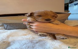 Cockapoo dogs for sale: 🐾 Adorable F2 Cockapoo Puppies! 🐾 - Image 9