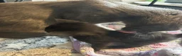 Mixed Breed cats for sale: 2 gorgeous black boys - Advert 11