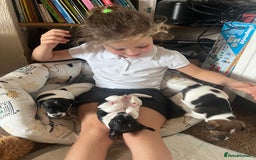 Jack Russell dogs for sale: Jack Russel puppies  - Image 22