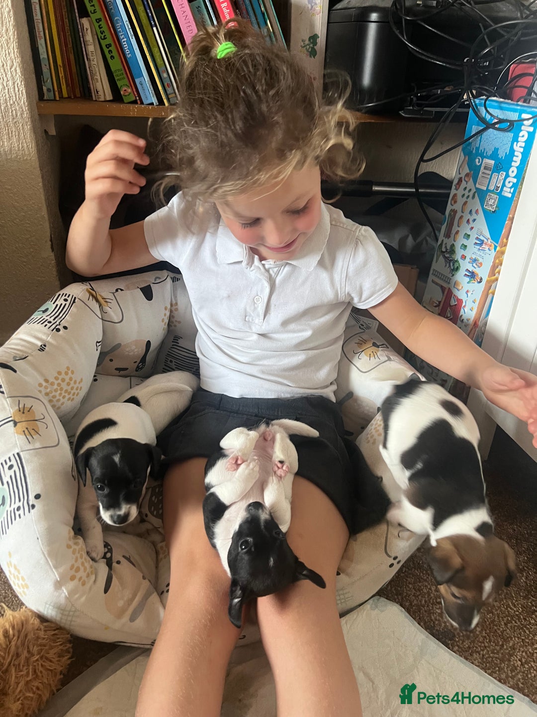 Jack Russell dogs for sale: Jack Russel puppies  - Image 22