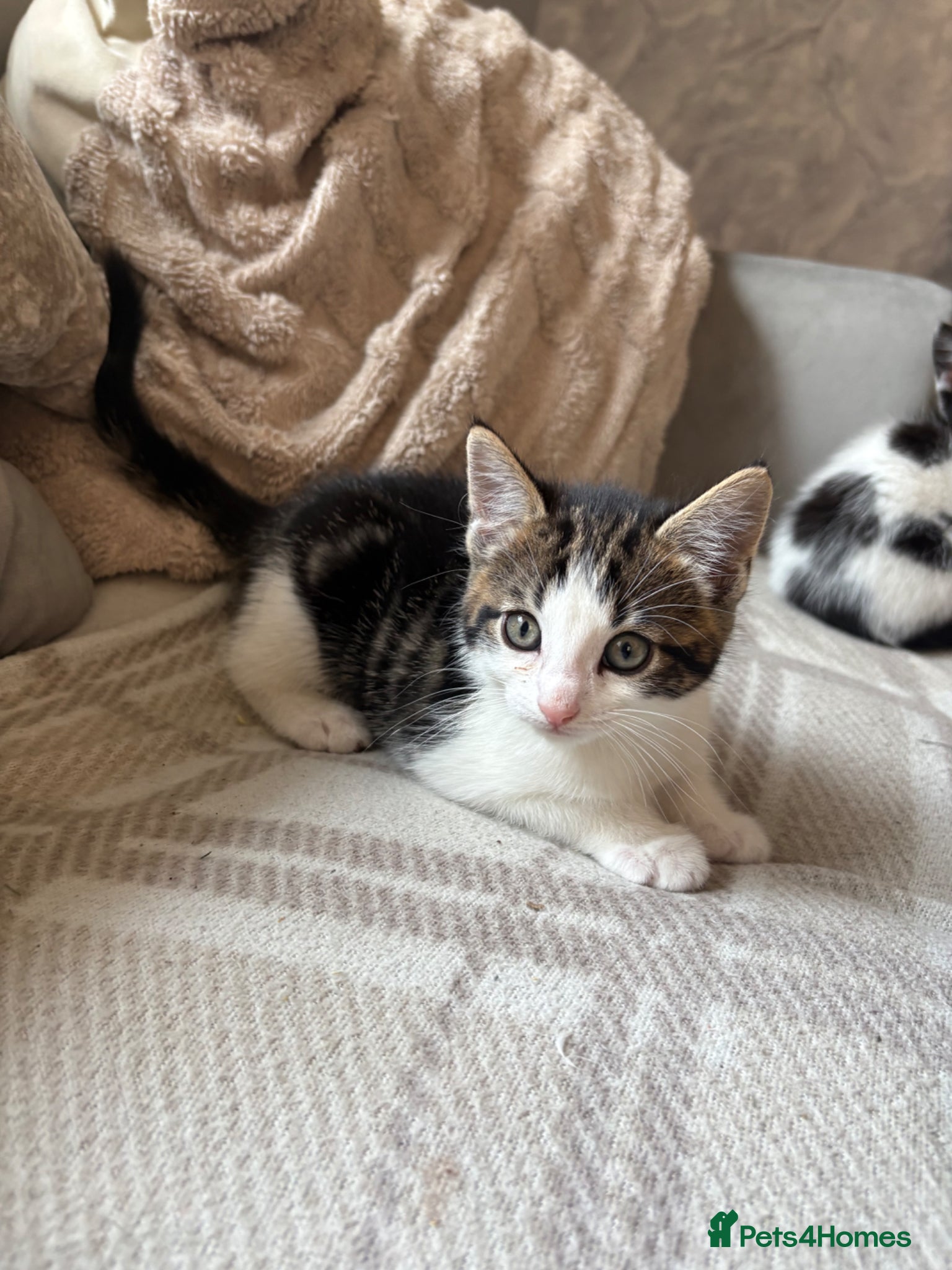 Mixed Breed cats male kitten - Advert 3