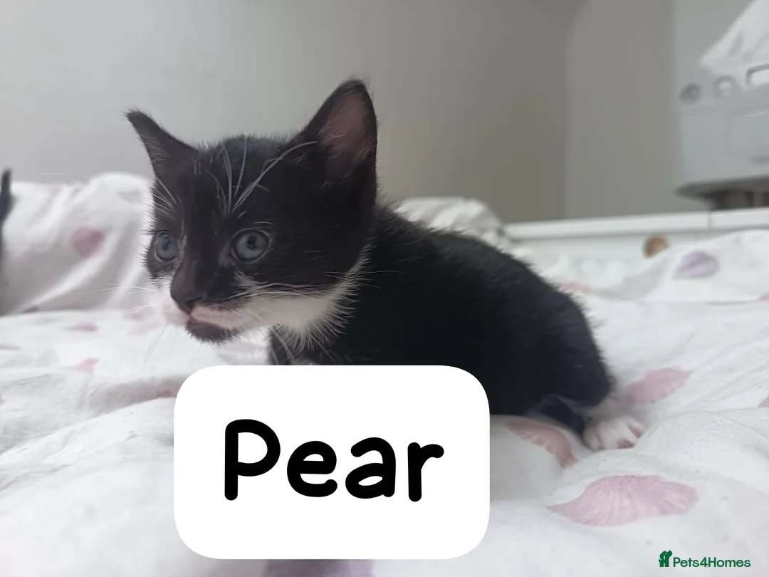 Mixed Breed cats for sale: 2 kittens available  - Advert 2