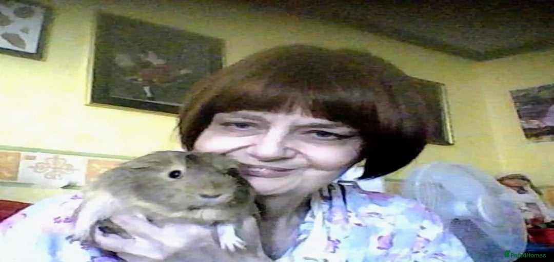 Gallery Image {{count}}