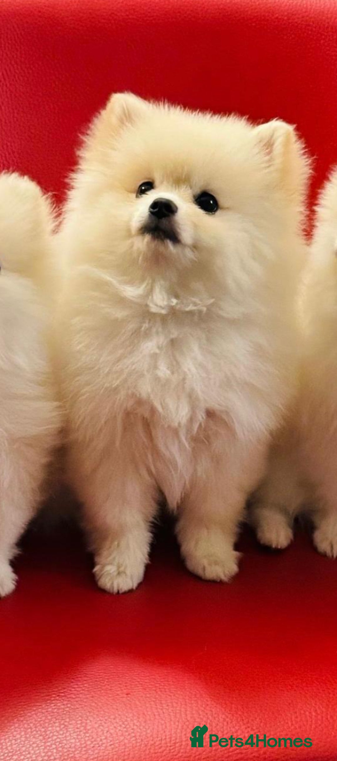 Pomeranian dogs for sale: 🌸Mini White Pomeranian Puppies – Last Girls! 🌸 - Advert 16