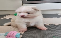 Pomsky dogs for sale: Heavenly Pomskies Puppies  - Image 24
