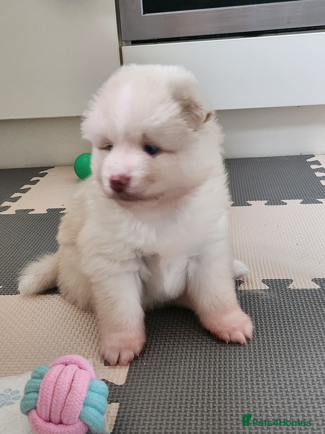 Pomsky dogs for sale: Heavenly Pomskies Puppies  - Image 24
