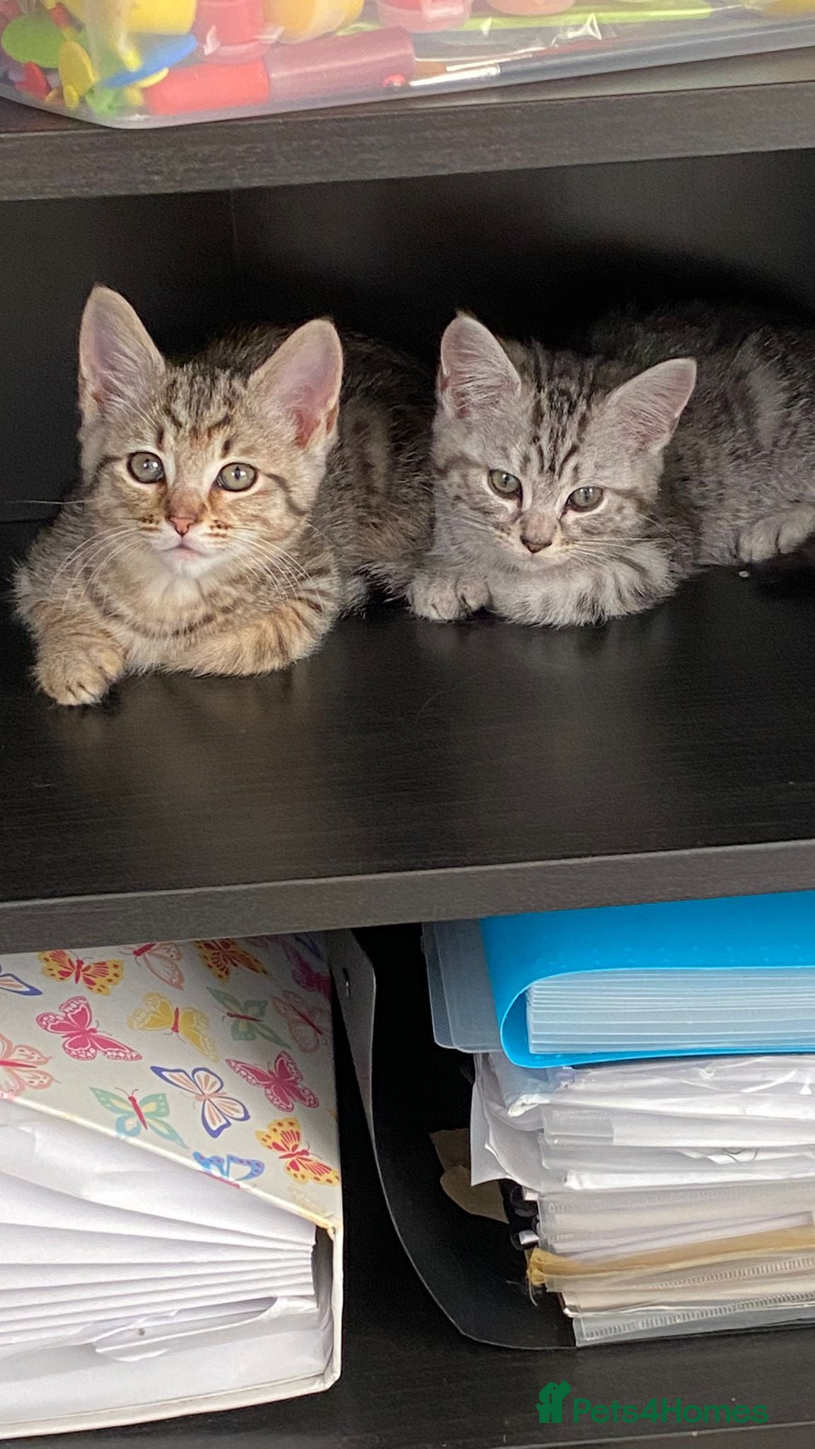 Maine Coon cats Half maincoone kittens - Advert 17