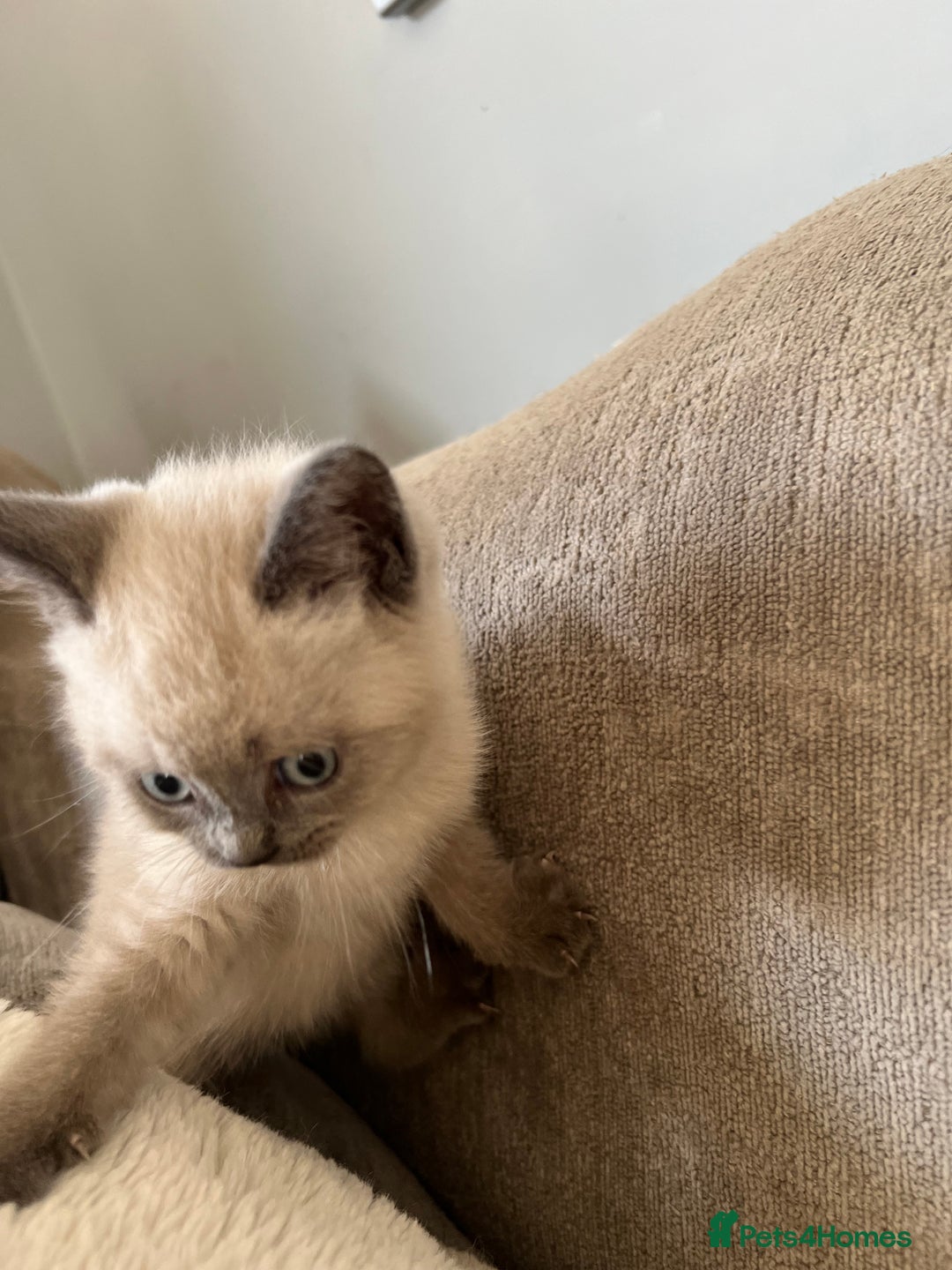 British Shorthair cats for sale: 5 beautiful British shorthair boys  - Image 14