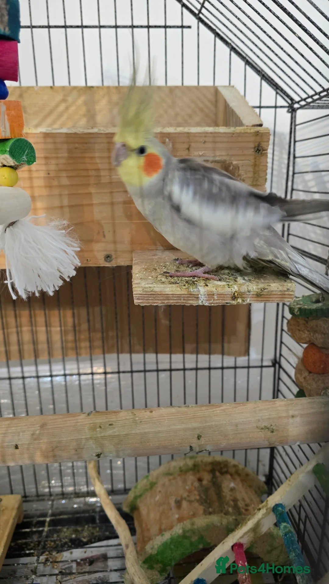 Cockatiels birds for sale: Adorable 7-Month-Old Talking Bird  in Borehamwood - Advert 2