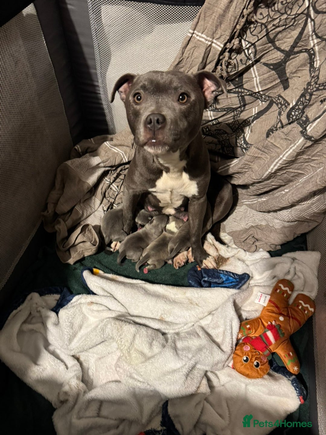 Staffordshire Bull Terrier dogs for sale: BLUE STAFFORDSHIRE BULL TERRIORS - Advert 11