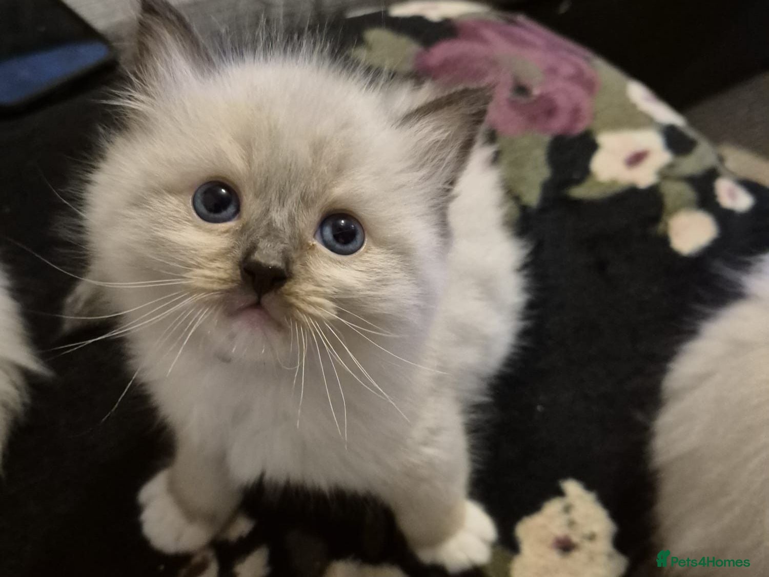 Ragdoll cats Pure Ragdoll Kittens  - Advert 2
