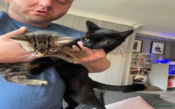 Mixed Breed cats for sale: 2 stunning little kittens for sale - Image 6