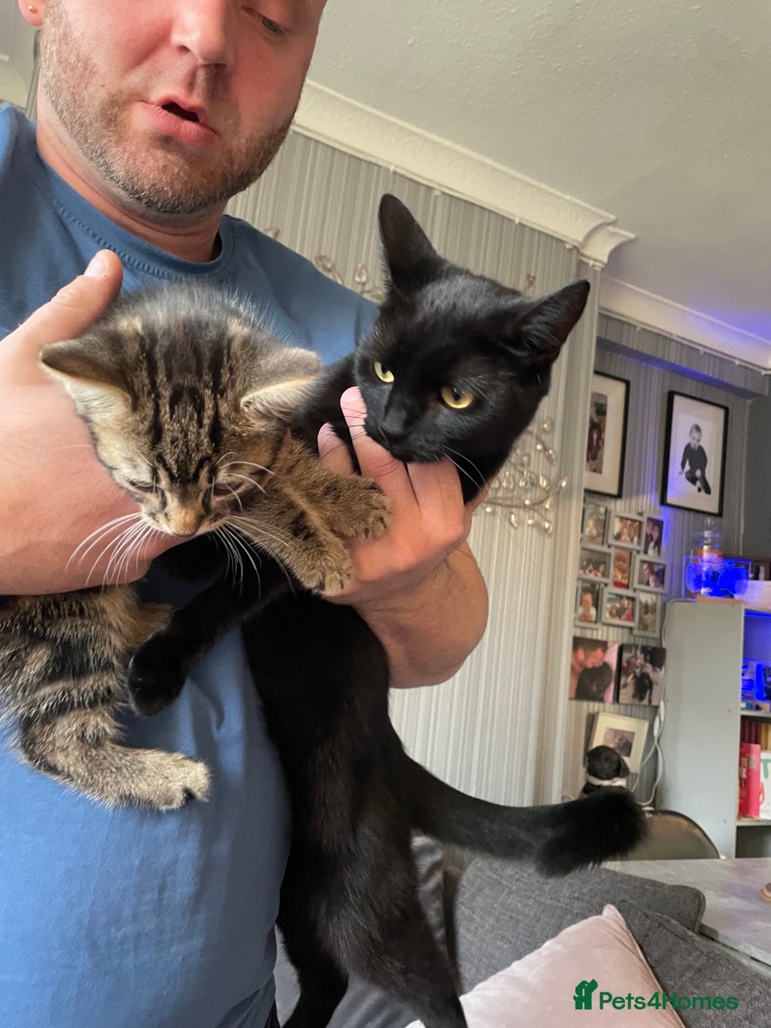 Mixed Breed cats for sale: 2 stunning little kittens for sale - Image 6