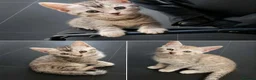 Bengal cats for sale: X2 female begal kittens - Advert 3