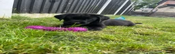 Labrador Retriever dogs for sale: Ready now! Female black Labrador - Advert 29